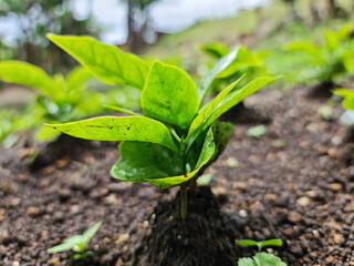 young green plant coffee plantation landscape Plant coffee tree Growing Coffee