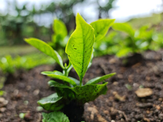 coffee plantation landscape Plant coffee tree Growing Coffee