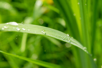 Dew drops on a green blade of grass in the morning sun, close-up, selective focus.