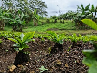 green field coffee plantation landscape Plant coffee tree Growing Coffee