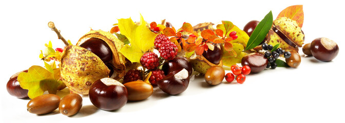 Chestnuts, Acorns, Autumn Leaves and Fruits isolated on white Background - Panorama