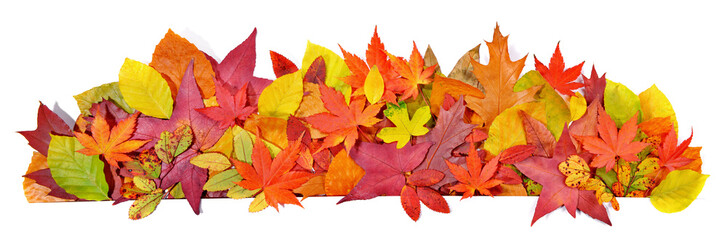 Autumn Leaves - Panorama Background