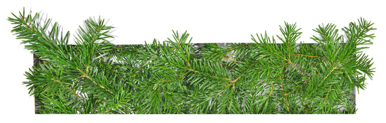 Christmas Fir Branches through white Paper isolated on white Background