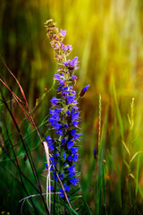 Polne kwiaty © Przemysław