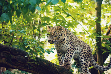 Persian leopard (Panthera pardus saxicolor), known as the Caucasian leopard - obrazy, fototapety, plakaty