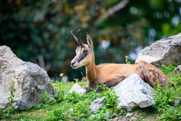 Naklejka na ściany i meble Chamois (Rupicapra rupicapra) is a species of goat-antelope native to mountains in Europe