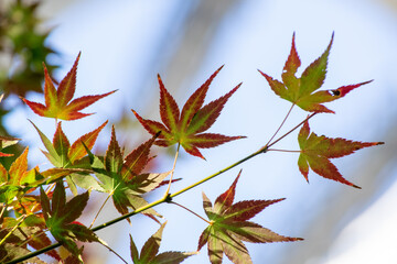 都会の紅葉