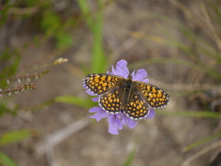 papillon