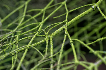 
Green dry spruce branches without needles close up
