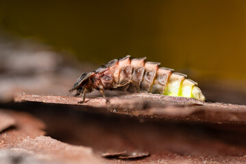 Großer Leuchtkäfer 01