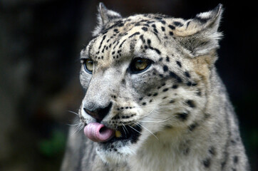 Obraz premium ユキヒョウ