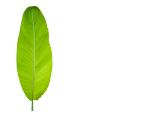 fresh banana leaf, standing upright, white background, Copy Space. Thailand.