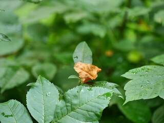butterfly on a flower