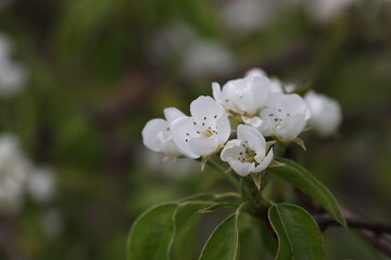Blooming pear tree in the garden.