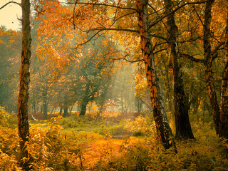 Fairytale colors in the woods. Atmospheric autumn forest with sunlight. Beautiful leaves on the trees. 