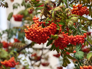 red berries on a tree