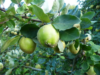 Quince (Cydonia oblonga) on the tree, Rosaceae family. Hanover, Germany
