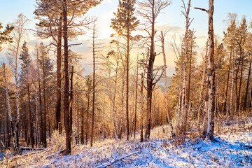 Pine trees on a hillside or mountain and blue sky with golden sun light in the background during sunset in Siberia near Lake Baikal in Russia