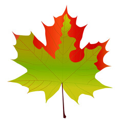 vector maple leaf. flat image of one leaf of autumn coloring
