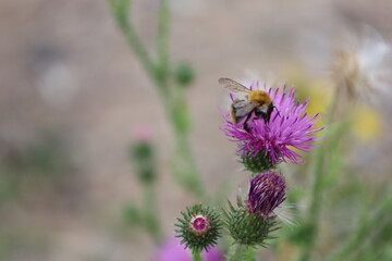 Bonn Germany July 2021 Close-up of a bumblebee foraging on a thistle in natural sunlight