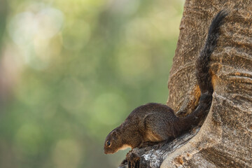 Naklejka na ściany i meble Gambian Sun Squirrel - Heliosciurus gambianus, beautiful shy mammal from African woodlands and forests, Awassa, Ethiopia.