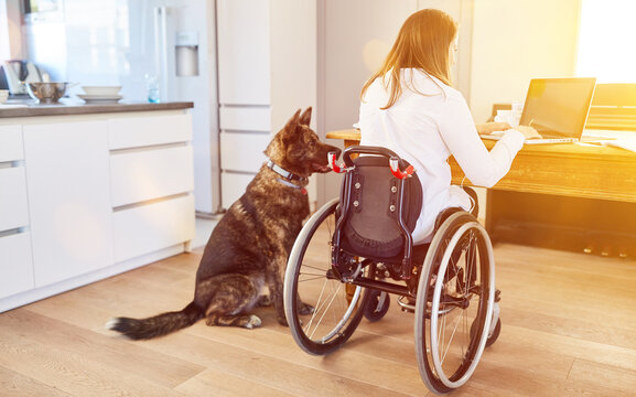 Behinderte Frau im Rollstuhl mit Assistenzhund am Computer