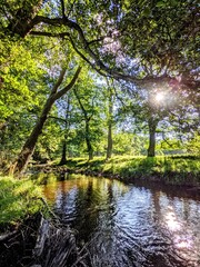 Sunny morning on the River Ure, North Yorkshire, UK.