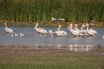 A group of Great White Pelicans (Pelecanus onocrotalus) in the lake, green background.