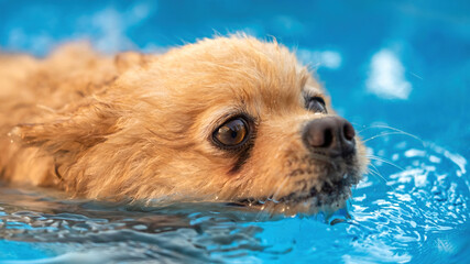Pomeranian swimming in a pool © frimufilms