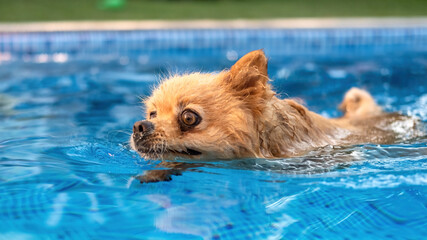 Pomeranian swimming in a pool