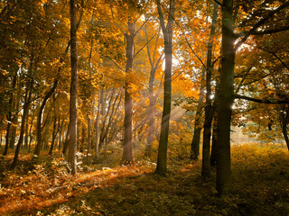 Fototapeta na wymiar Autumn morning sun in the forest. Yellow leaves on trees in woodland. 
