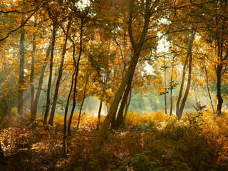 Obraz premium Autumn morning sun in the forest. Yellow leaves on trees in woodland. 