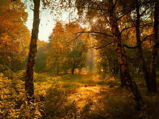 Sunny morning in the autumn forest. Yellow leaves on the trees in the woods. The sun's rays shine through the branches of the trees.
