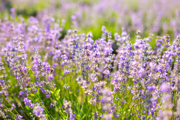Beautiful purple lavender flowers on the summer field. Warm and inspiration concept.