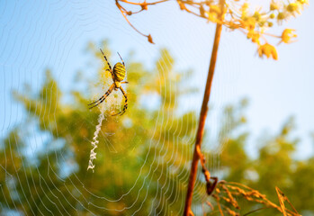 Spider on web. Beautiful morning on the autumn field. Sunshine. Nature inspiration, travel and wanderlust concept. Nostalgia filled.