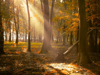 Morning sun in the forest. Yellow leaves on trees in woodland. Atmospheric autumn landscape.