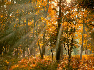 Fototapeta na wymiar Autumn morning sun in the forest. Yellow leaves on trees in woodland.
