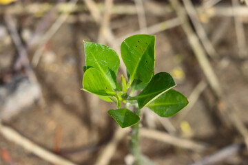 sprout growing in the garden