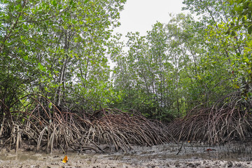 mangrove forest system 