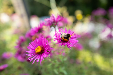 Obraz premium Shallow focus of a wild bumble bee seen gathering nectar from wild purple flowers in a summer garden. These bees are particularly endangered.