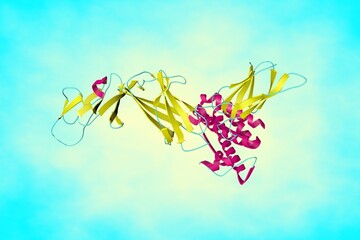 Crystal structure of interleukin-12, a pro-inflammatory cytokine that regulates T-cell and natural killer-cell responses. Scientific background. 3d illustration
