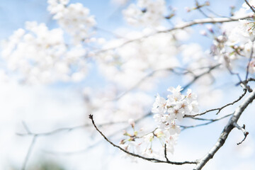 透明感のある満開の桜の花