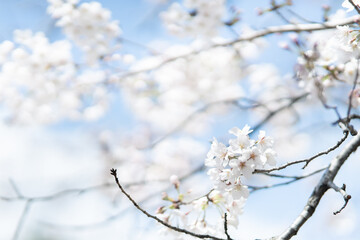 透明感のある満開の桜の花