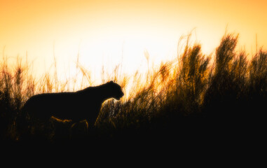Cheetah on a dune at sunset