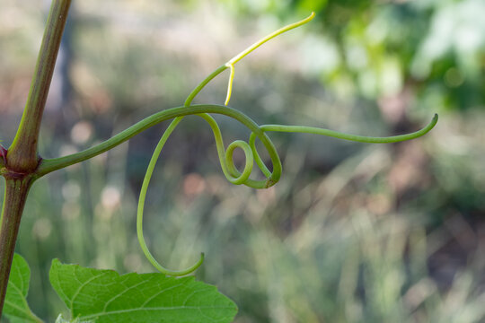 Vigne au printemps -2-