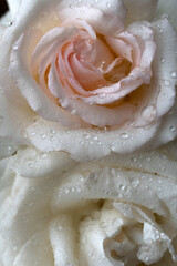 Deux roses anciennes en gros plan.