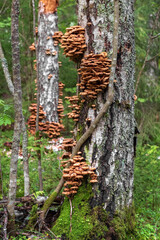 Honey mushrooms grow on a tree trunk. Edible mushrooms in the forest. High quality photo