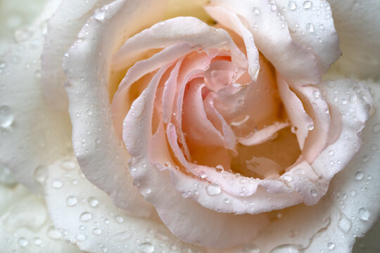 Gros plan d'une rose ancienne.