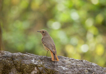Beautiful bird perched on a rock with a bokeh background