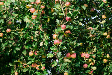 Background with a lot of ripe red apples on the apple tree